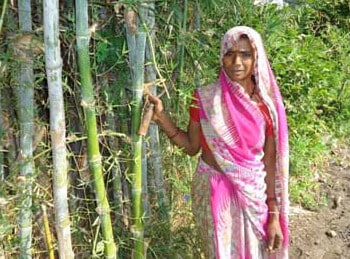 Taal India Gallery